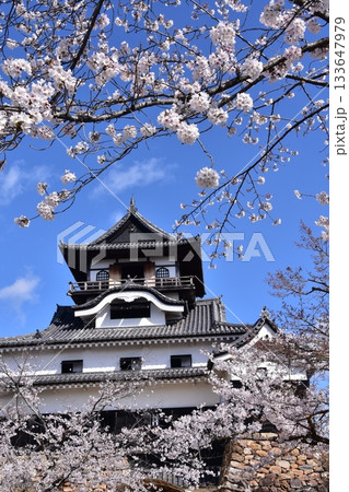 日本の愛知県の犬山市　春の犬山城と満開の桜　日本最古の国宝天守と美しい青空 133647979