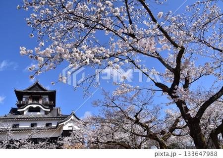 日本の愛知県の犬山市 春の犬山城と満開の桜 日本最古の国宝天守と美しい青空 日本の愛知県の犬山市 春の犬山城と満開の桜 日本最古の国宝天守と美しい青空 133647988