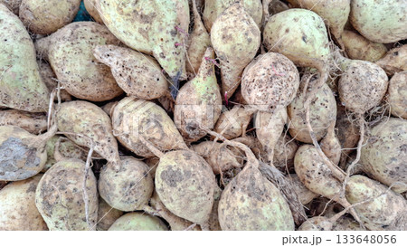 Heap of Freshly Dug Uncleaned Root Vegetables or Jicama Tubers Heap of Freshly Dug Uncleaned Root Vegetables or Jicama Tubers 133648056
