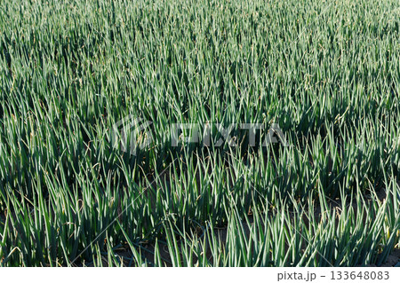 ネギ畑 133648083
