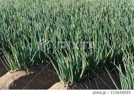 ネギ畑 133648085