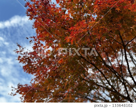 紅葉と秋空のコントラスト 紅葉と秋空のコントラスト 133648102