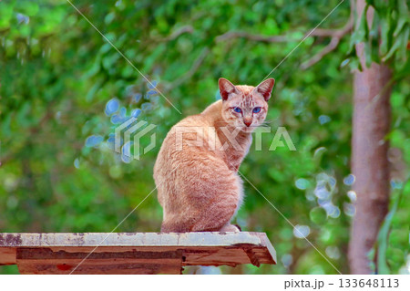 A cream-colored cat with striking blue eyes sits on the edge of a rotted tree, staring directly at the camera against a backdrop of a green forest. A cream-colored cat with striking blue eyes sits on the edge of a rotted tree, staring directly at the camera against a backdrop of a green forest. 133648113