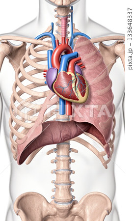 Heart in Thoracic Cavity with Anatomical Context 133648337