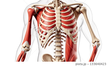 Full Human Musculoskeletal System with Muscle...のイラスト素材 [133648423] - PIXTA