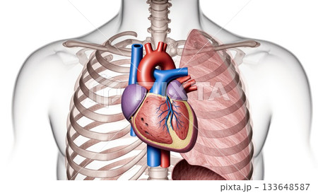 Heart in Thoracic Cavity with Anatomical Context 133648587