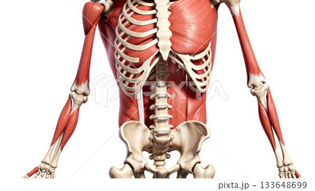 Full Human Musculoskeletal System with Muscle...のイラスト素材 [133648699] - PIXTA