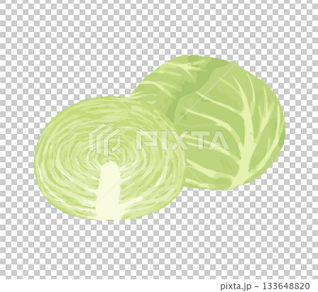 断面がみえるキャベツのイラスト 133648820