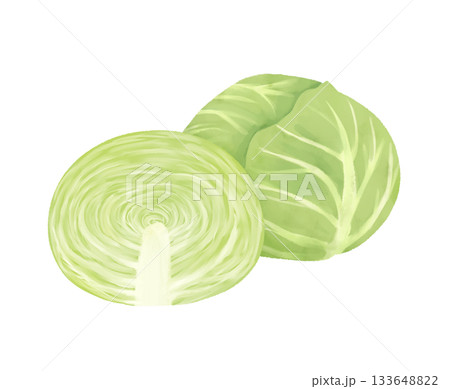 断面がみえるキャベツのイラスト 133648822
