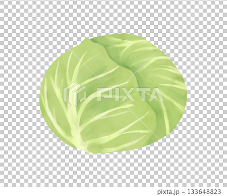 簡單的白菜的插圖 簡單的白菜的插圖 133648823