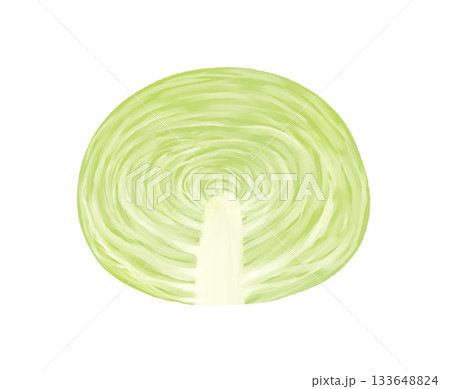 半分にカットしたキャベツのイラスト 133648824