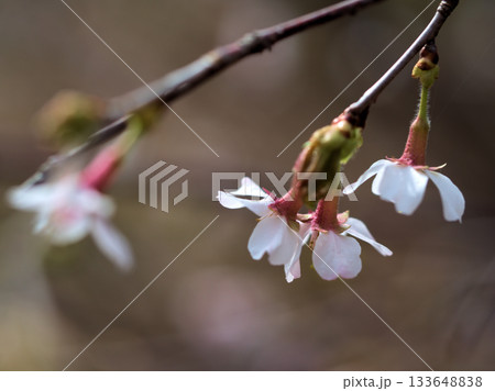 3月に咲いたオクチョウジザクラ(奥丁字桜) 3月に咲いたオクチョウジザクラ(奥丁字桜) 133648838