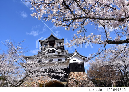 日本の愛知県の犬山市 春の犬山城と満開の桜 日本最古の国宝天守と美しい青空 日本の愛知県の犬山市 春の犬山城と満開の桜 日本最古の国宝天守と美しい青空 133649243