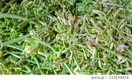 Green and Yellow Papaya Buds Close-up. Natural Texture Background of Carica Papaya Stems 133649426