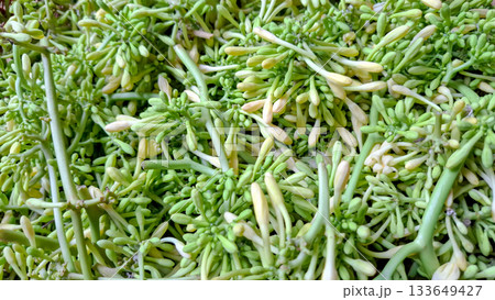 Vibrant Papaya Flower Buds and Stems. Full Frame Organic Pattern of Carica Papaya Ingredient 133649427