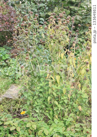Monarda didyma plant with dry flower heads in autumn garden. 133649811