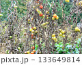 Late Blight of tomato, lat. Phytophthora infestans in late summer. 133649814