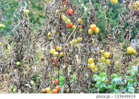 Late Blight of tomato, lat. Phytophthora infestans in late summer. 133649814