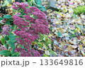 Flowering Sedum telephium in autumn garden. 133649816