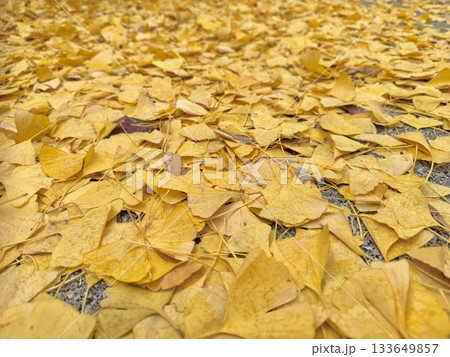 銀杏 イメージ 133649857