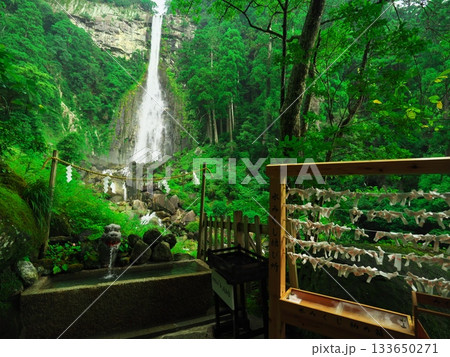 水みくじ結び所から深緑に包まれた那智の滝を望む 水みくじ結び所から深緑に包まれた那智の滝を望む 133650271