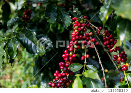 Farmer concept harvest ripe coffee seed robusta arabica berry close up fresh green leaf bean picking orange crop red yellow berries raw plant tree smart farm growth blur background eco organic garden 133650329