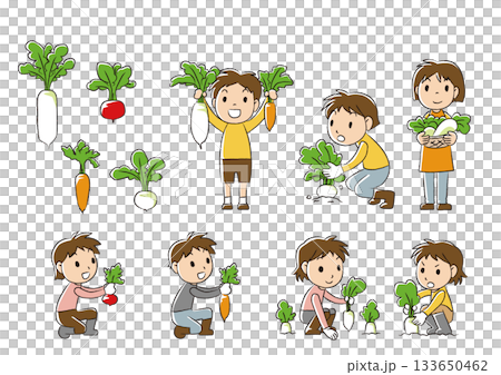 Vegetable harvest 133650462