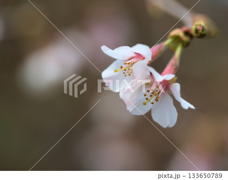 3月に咲いたオクチョウジザクラ（奥丁字桜） 133650789
