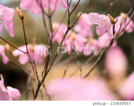 3月に咲いたピンク色のアカヤシオの花 133650937