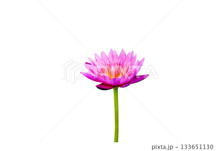 Pink flowers, pink lotus, isolated on white background. 133651130