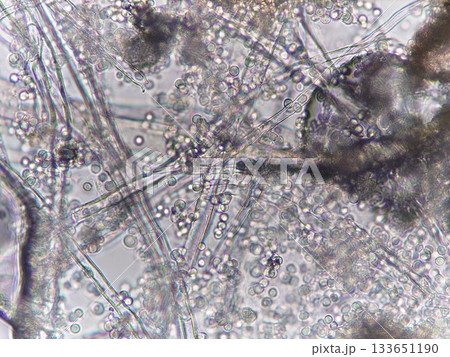 顕微鏡でみた菌糸の重なり 133651190