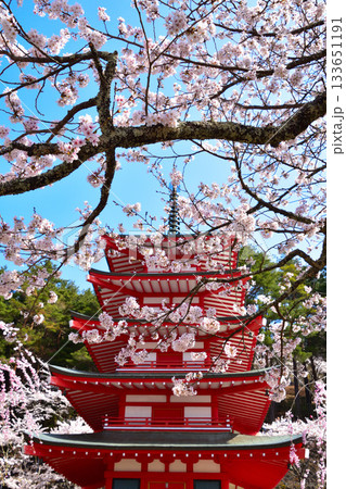 春 桜 新倉山浅間神社 五重塔 春 桜 新倉山浅間神社 五重塔 133651191