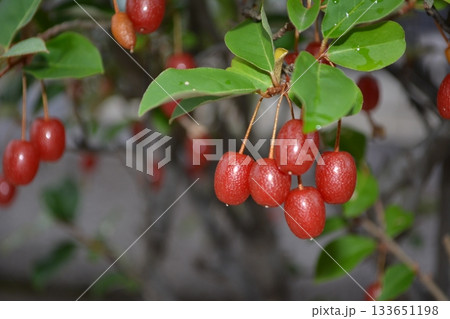 グミの実 133651198