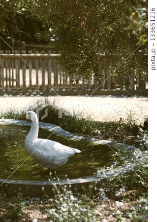Vertical vintage photography of white goose. Vertical vintage photography of white goose. 133651216