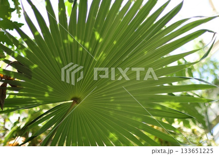 Palm leaf close up photography 133651225