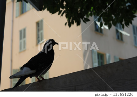 City bird is sitting on the building in the dark. City bird is sitting on the building in the dark. 133651226