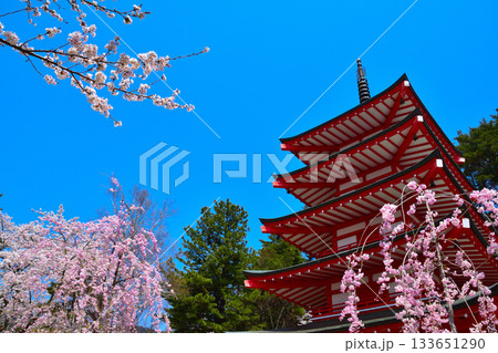 春　桜　新倉山浅間神社　五重塔 133651290