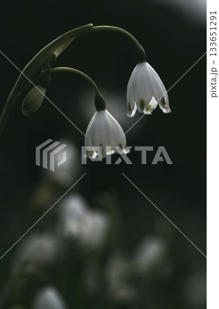 雪解けの花スノードロップ 133651291