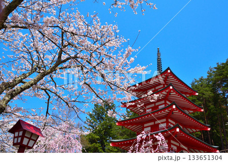 春 桜 新倉山浅間神社 五重塔 春 桜 新倉山浅間神社 五重塔 133651304
