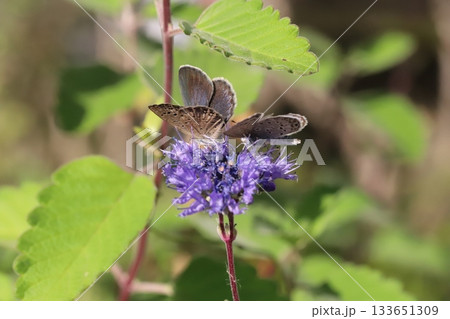 秋の庭に咲く紫色のダンギクの花の蜜を吸う2匹のヤマトシジミ蝶 秋の庭に咲く紫色のダンギクの花の蜜を吸う2匹のヤマトシジミ蝶 133651309