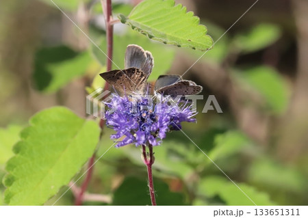 秋の庭に咲く紫色のダンギクの花の蜜を吸う2匹のヤマトシジミ蝶 秋の庭に咲く紫色のダンギクの花の蜜を吸う2匹のヤマトシジミ蝶 133651311