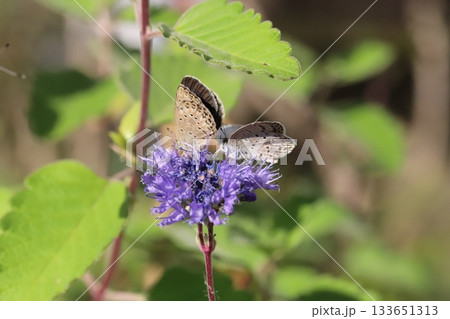 秋の庭に咲く紫色のダンギクの花の蜜を吸う2匹のヤマトシジミ蝶 秋の庭に咲く紫色のダンギクの花の蜜を吸う2匹のヤマトシジミ蝶 133651313