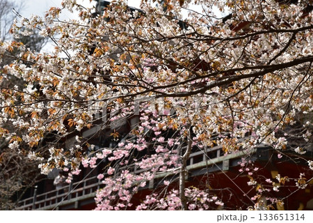 談山神社の春 133651314