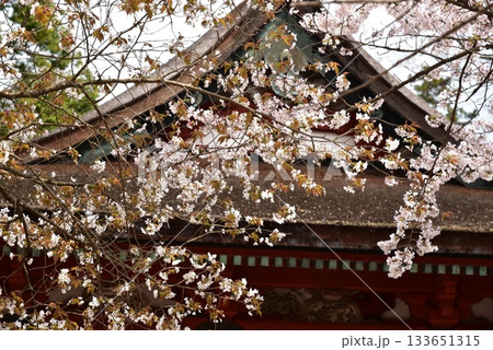 談山神社の春 談山神社の春 133651315