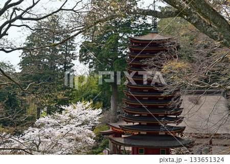 春の談山神社 春の談山神社 133651324