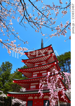 春 桜 新倉山浅間神社 五重塔 春 桜 新倉山浅間神社 五重塔 133651467