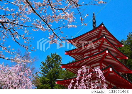 春　桜　新倉山浅間神社　五重塔 133651468