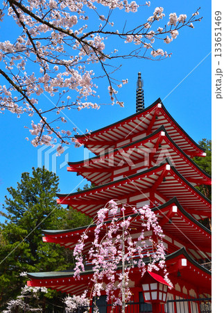 春 桜 新倉山浅間神社 五重塔 春 桜 新倉山浅間神社 五重塔 133651469