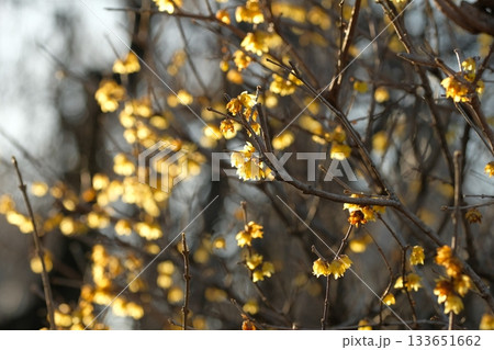 ロウバイの花 133651662