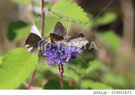 秋の庭に咲く紫色のダンギクの花の蜜を吸う3匹のヤマトシジミ蝶 133651671